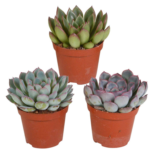 Sukkulente Echeveria Mischung (x3) -  echeveria 'apus' ,'mira' & 'hercules' - Zimmerpflanzen