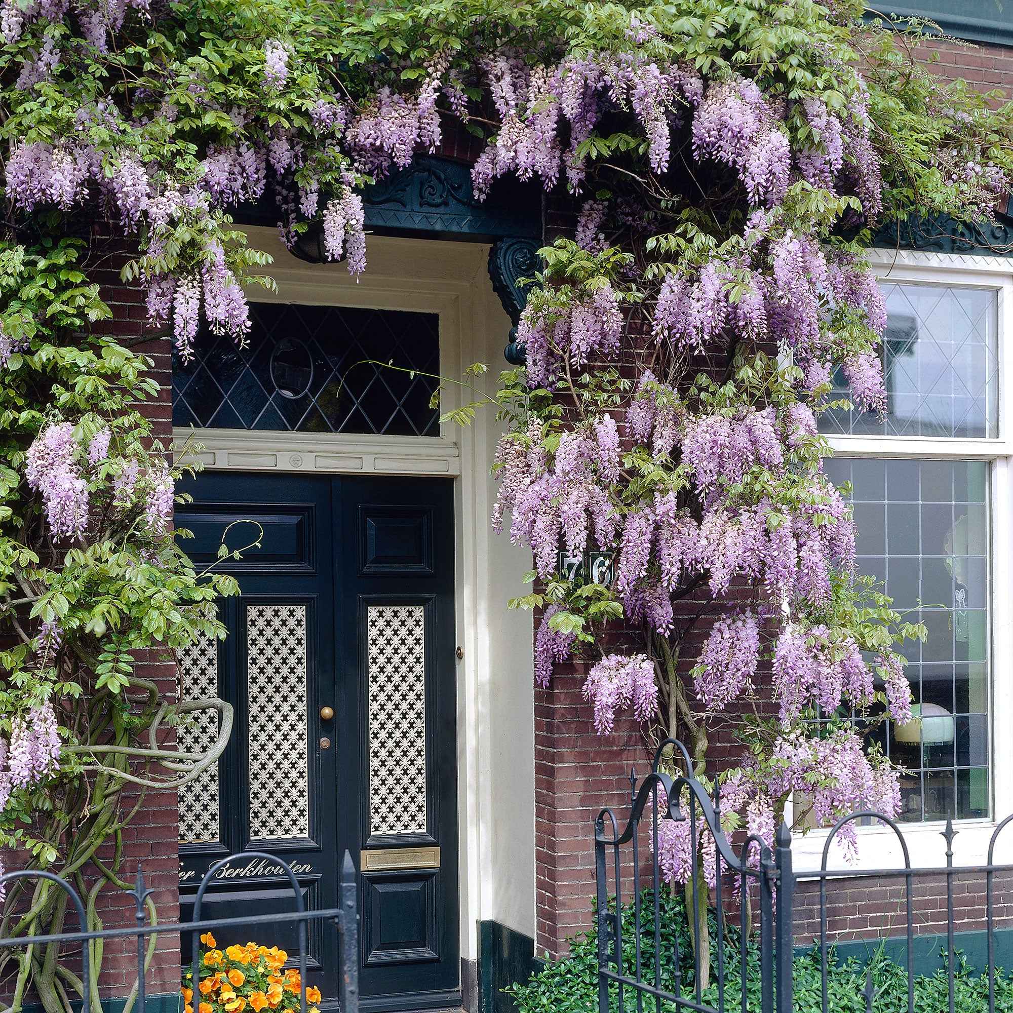 Blauregen 'Naga Noda' - Wisteria floribunda 'naga noda'