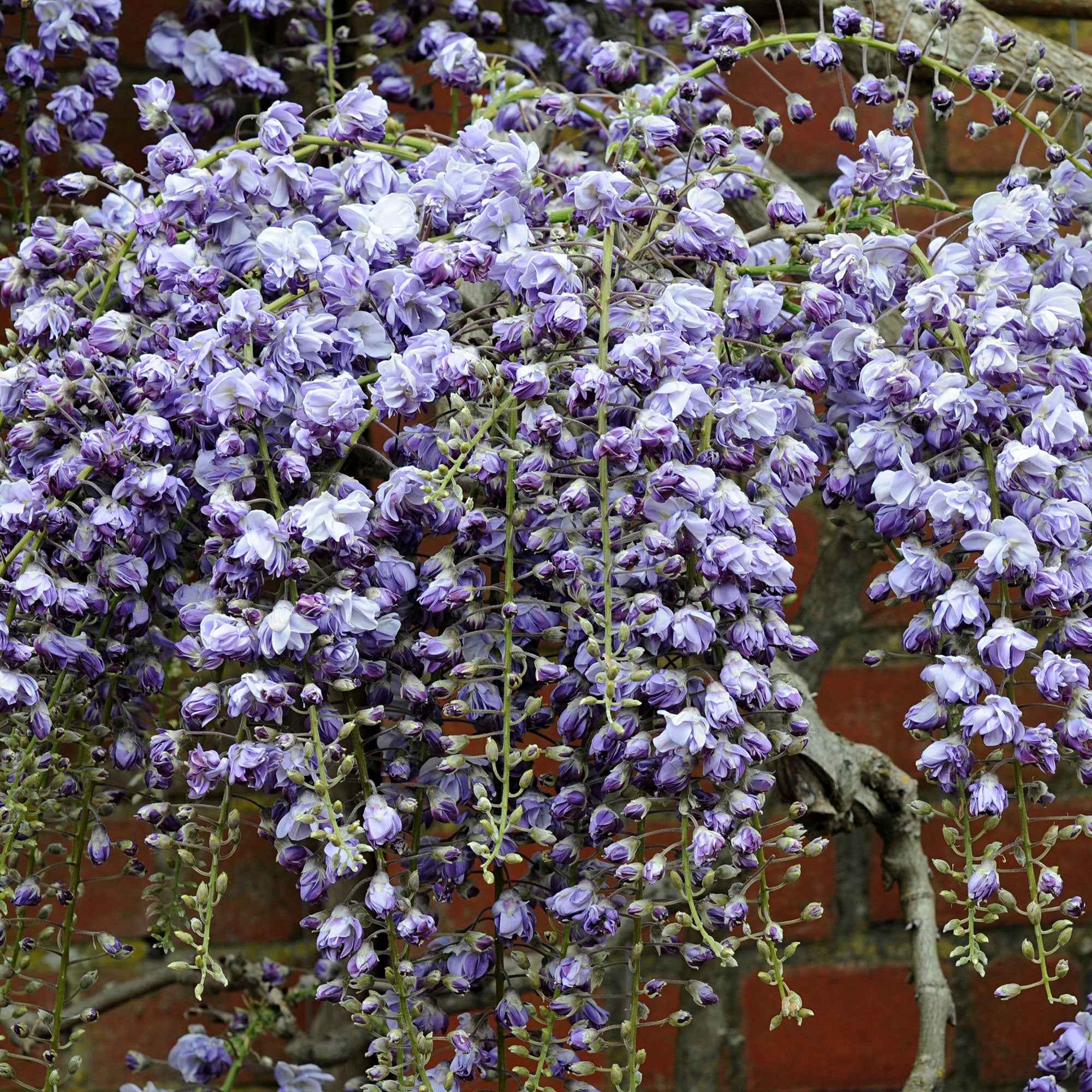 Blauregen 'Black Dragon' - Wisteria floribunda 'black dragon'