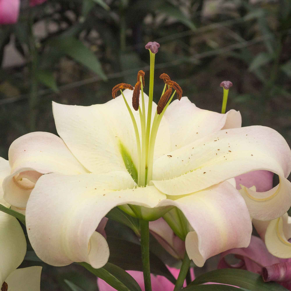 Lilie 'Pretty Woman' (x5) - Bakker