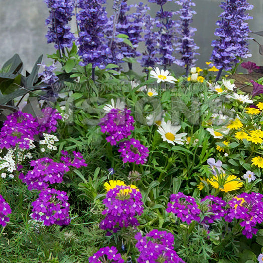 Gartenpflanzen Mischung 'Bee Friendly' (x3) - Salvia, verbena, bidens - Gartenpflanzen