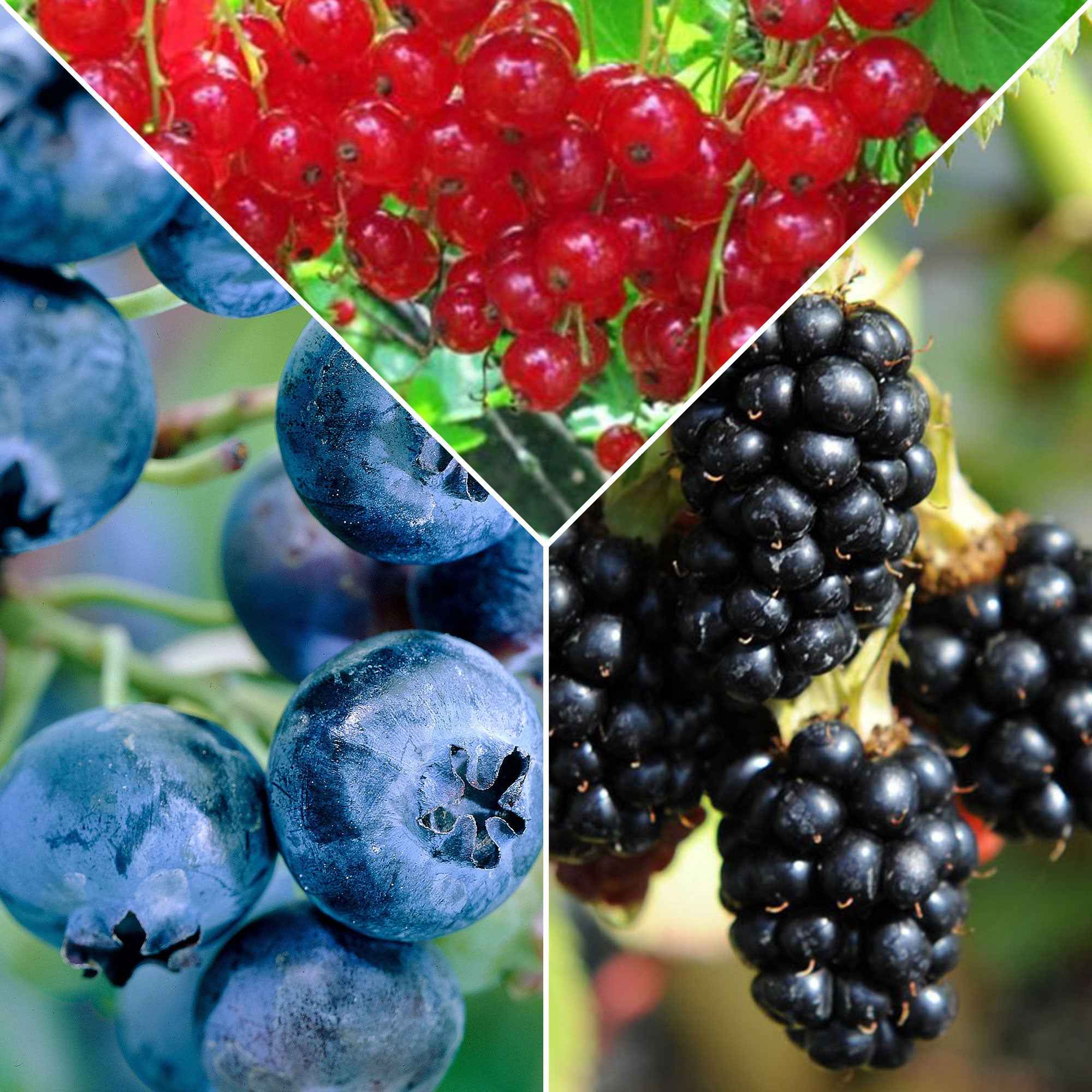 Konfitren-Beerenkollektion (x3) - Ribes rubrum 'jonkheer van tets', rubus  fruticosus 'black satin', vac | Bakker.com