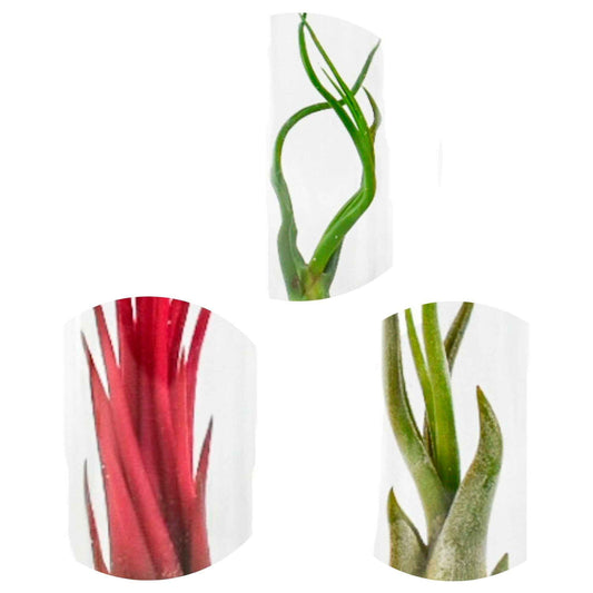 Tillandsia Mischung in Glasbehältern - Tillandsia ionantha, tillandsia caput-medusae, tillandsia bulbosa - Zimmerpflanzen Sets