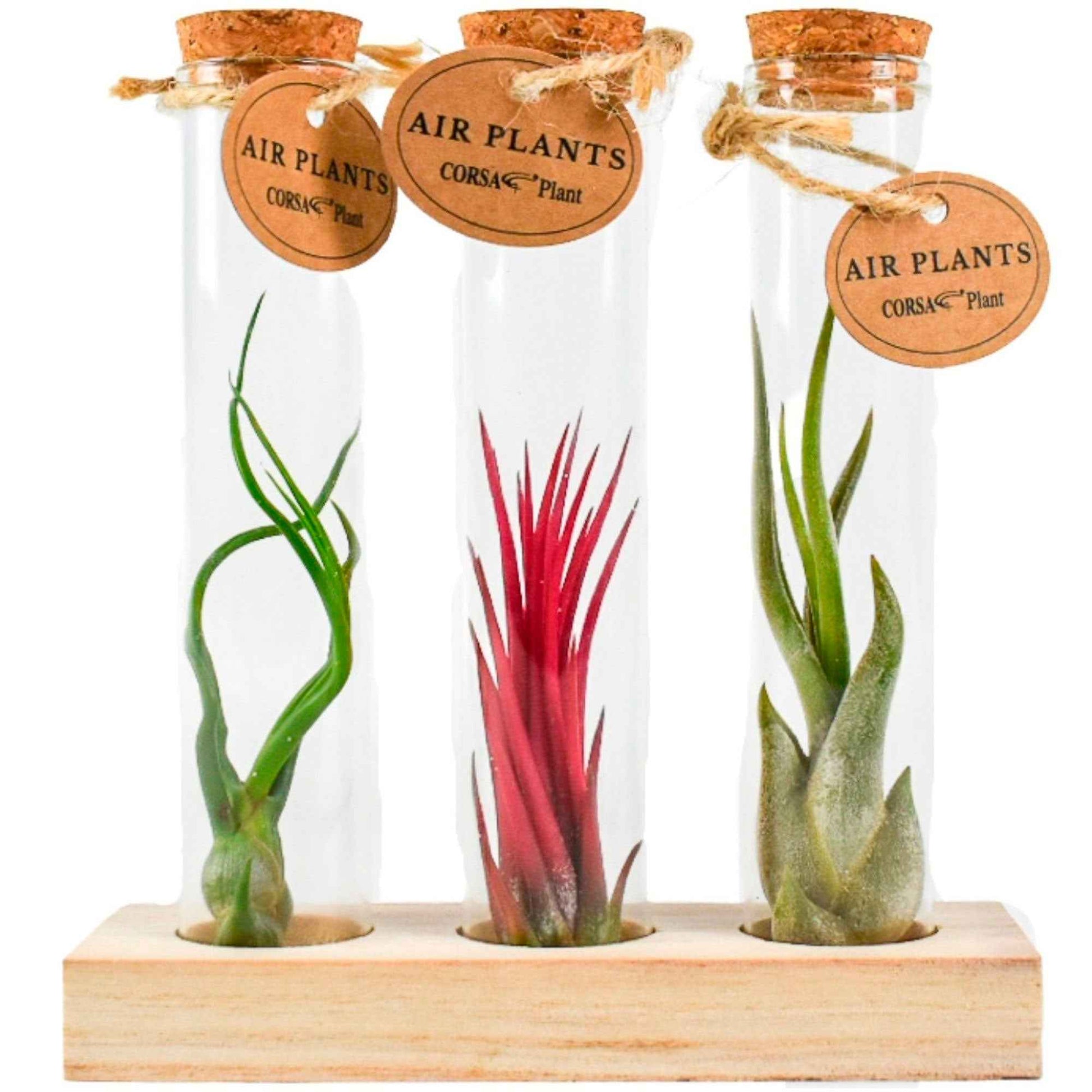 Tillandsia Mischung in Glasbehältern - Tillandsia ionantha, tillandsia caput-medusae, tillandsia bulbosa - Zimmerpflanzen