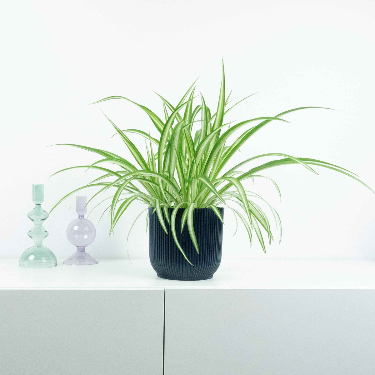Grünlilie ‘Vittatum’ - Chlorophytum comosum Vittatum - Bakker