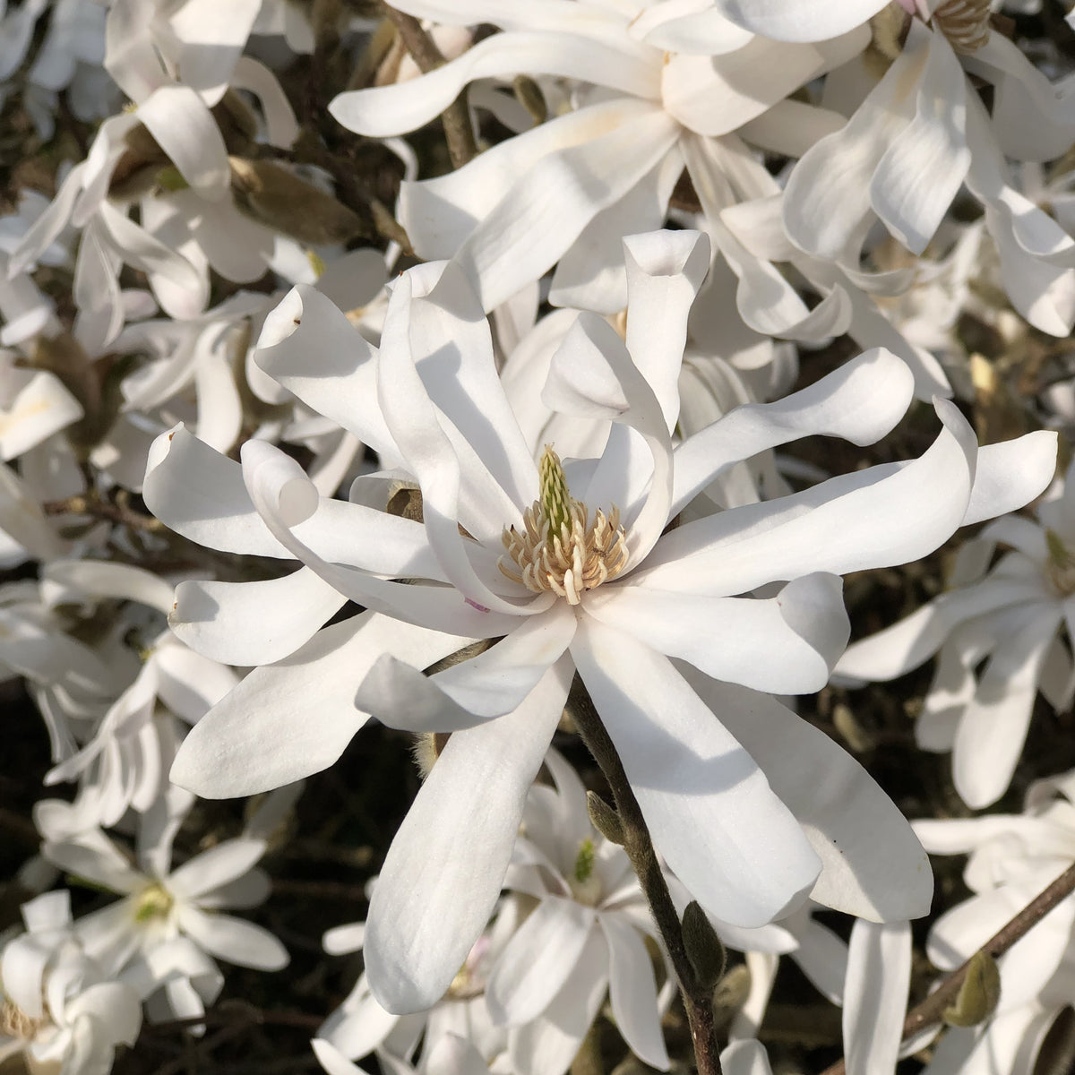 Sternmagnolie - Bakker