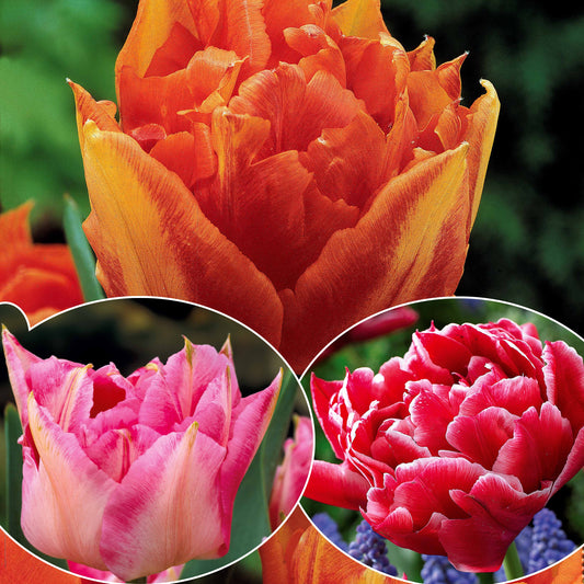 Tulpen frühblühende Murillo-Mischung (x30) - Tulipa murillo 'willemsoord' 'willem van orange' ' - Blumenzwiebeln