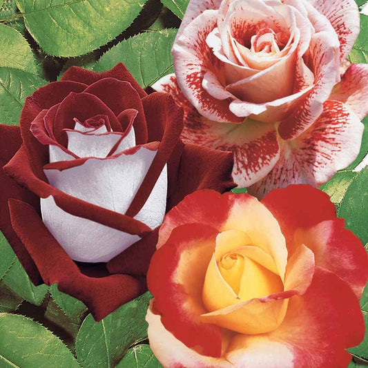 Strauchrosen Mischung (Osiria, Famosa, Double Deli) (x3) - Rosa 'osiria', 'famosa','double delight' - Gartenpflanzen