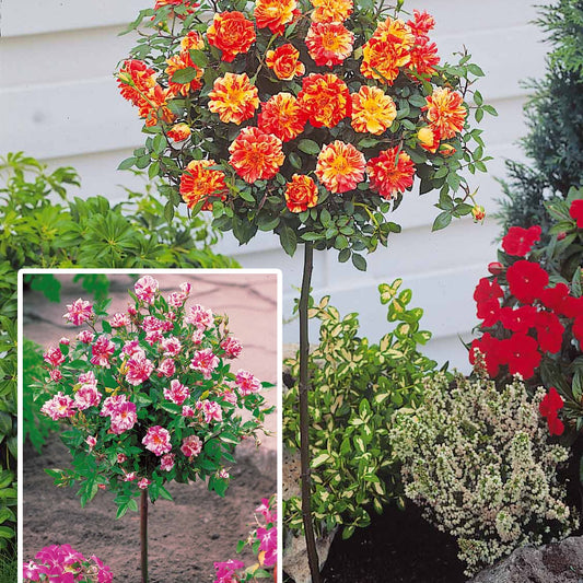 Stammrosen (Armida, Mousha) (x2) - Bakker