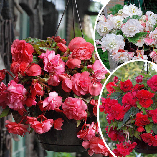 Duftbegonien Mischung (Red Glory, Angelique, Pink delight) (x9) - Begonia 'red glory', 'angélique''pink delight' - Blumenzwiebeln