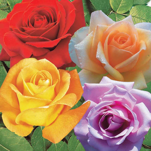 Strauchrosen Mischung (Whisky, Malaga, Lune Bleue, Magie Parfu) (x4) - Bakker