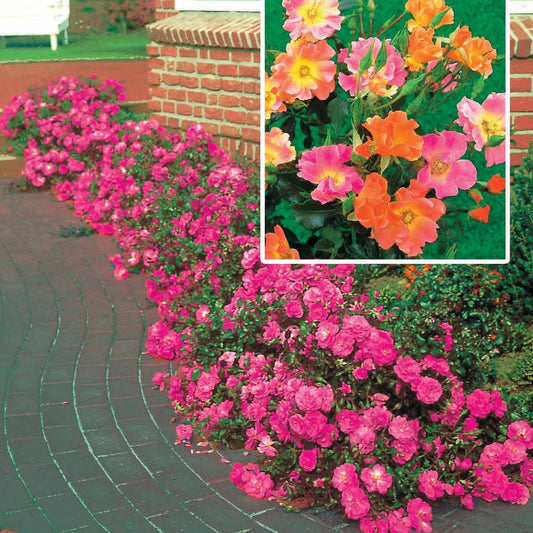 Bodendeckerrosen Mischung (Happy Chappy + Mirato) (x6) - Bakker