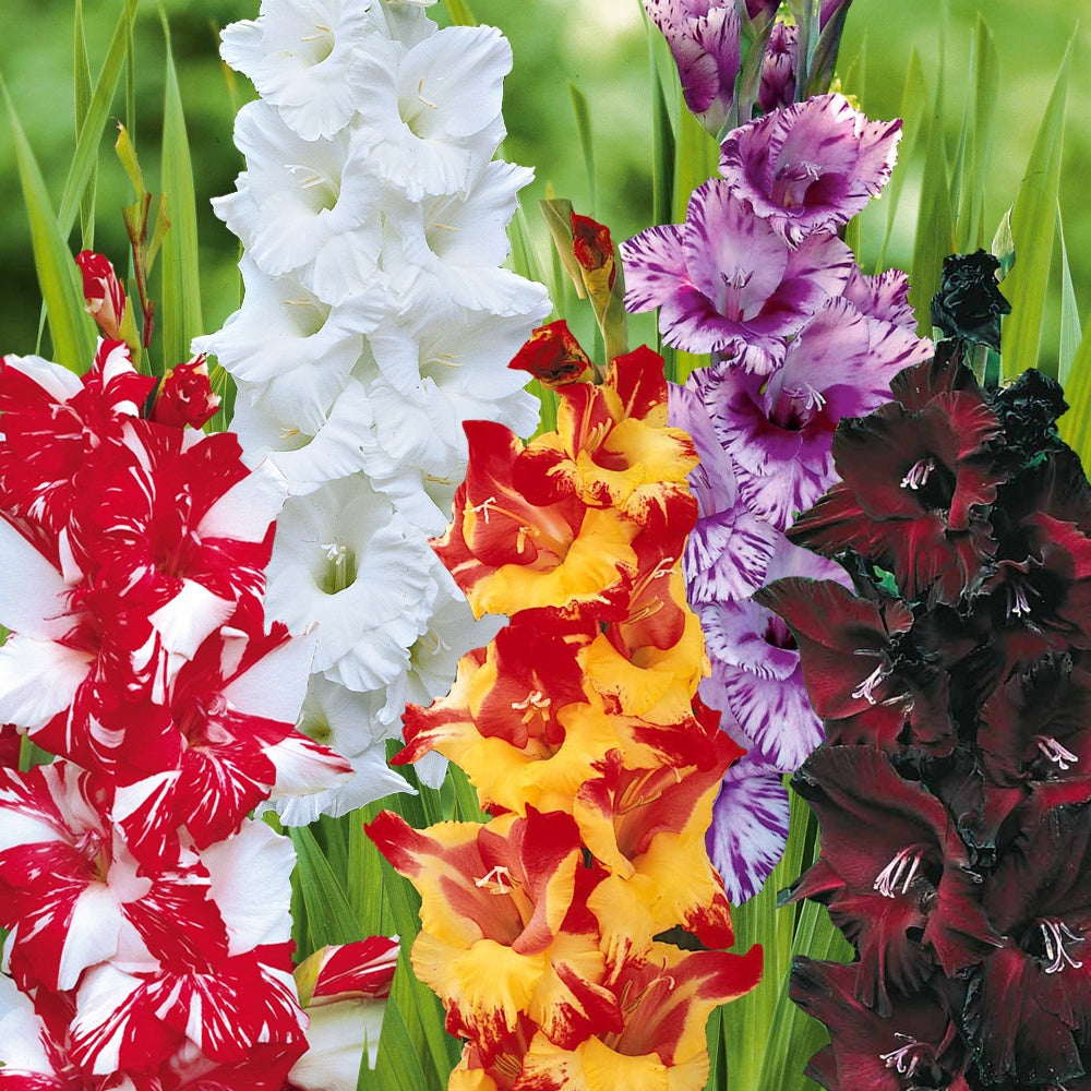 Blumenzwiebeln Gladiolen-Kollektion (x50) - Gladiolus 'zizanie', 'stéréo',  'belle de nuit', 'p