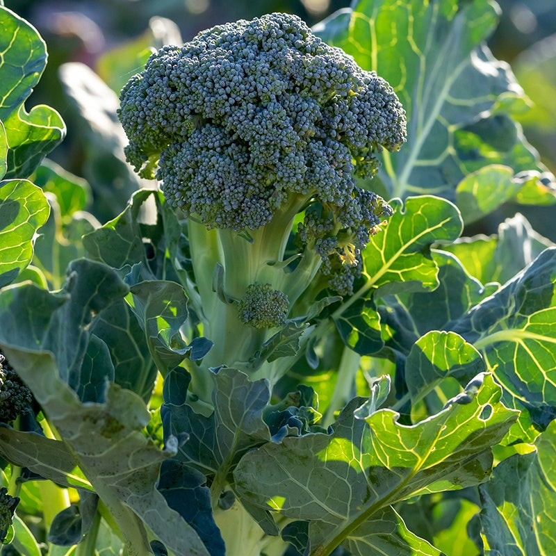 Saatgut Brokkoli 'Atlantis' F1 - Brassica oleracea atlantis f1