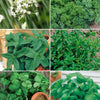 Kräutersammlung #2 - Collection de 6 aromatiques - Gemüsegarten