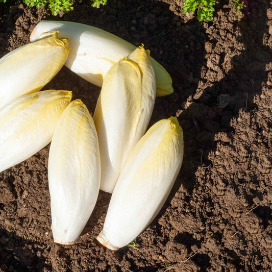 Normaler Chicorée (Gemüseauslese) - Bakker