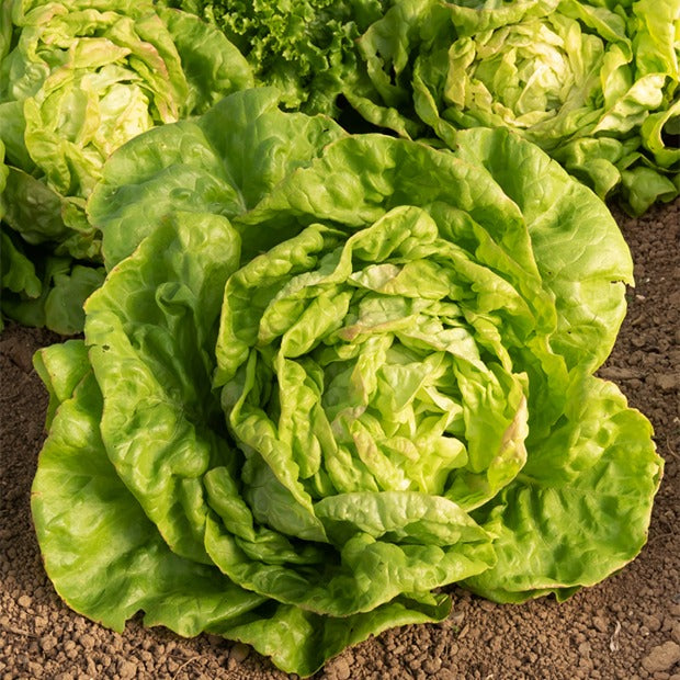 kopfsalat aufbewahren Saatgut Kopfsalat 'Reine de Mai' - Lactuca sativa Reine de Mai