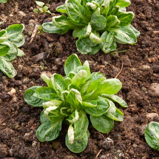 Saatgut Feldsalat 'Coquille de Louviers' - Valerianella locusta coquille de  louviers