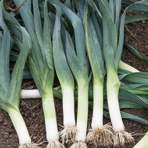 Riesiger Winterporree - Allium porrum géant d'hiver - Gemüsegarten