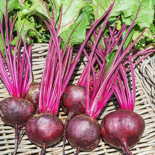 Rote Beete Detroit Globe - Bakker