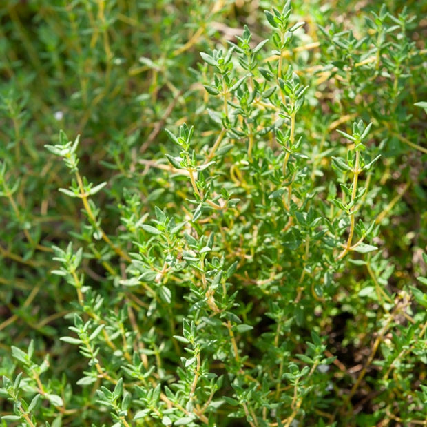 Saatgut Thymian - Thymus vulgaris