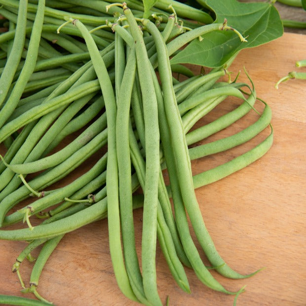 Buschbohne, mangetout ‘Braimar’