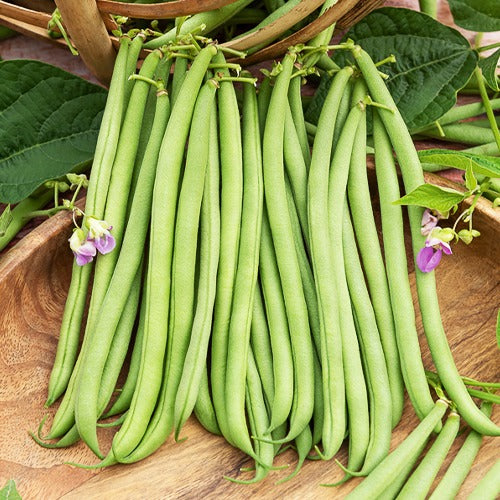 Saatgut Bohnen Mischung - Collection de 3 haricots assortis