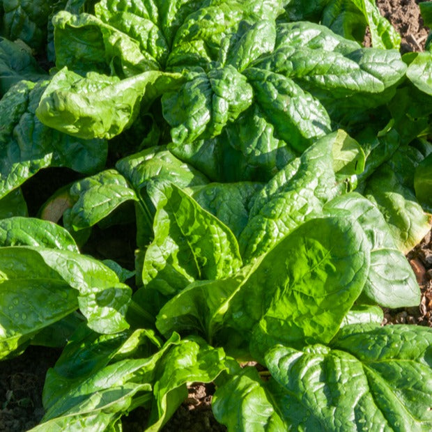 Saatgut Spinat 'Monstrueux de Viroflay' - Spinacia oleracea monstrueux de  viroflay