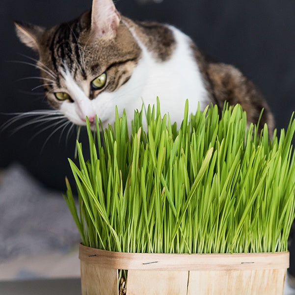 Saatgut Katzengras - Hordeum vulgare | Bakker.com