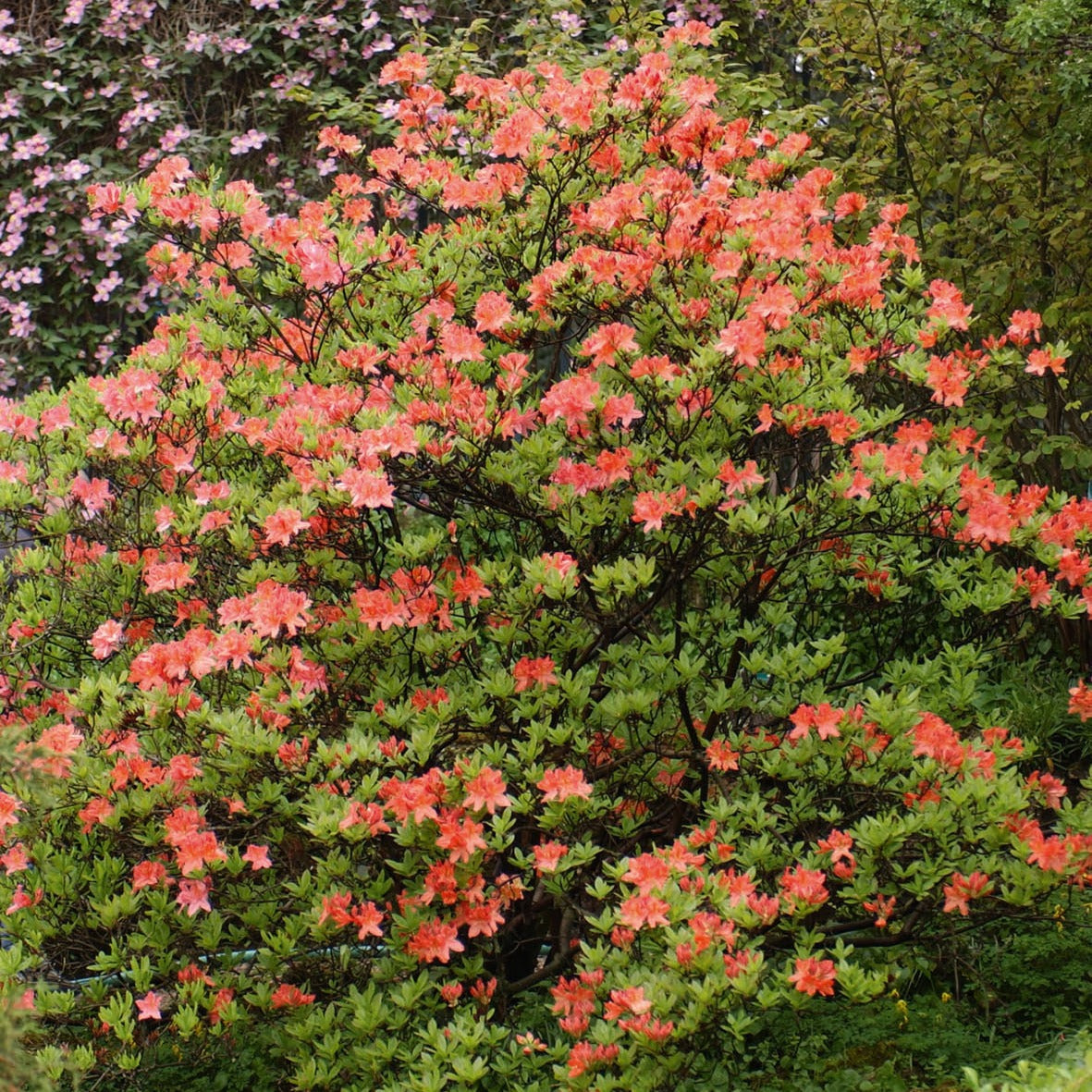 Mollis Azalee orangerot - Rhododendron (azalea x Knapp Hill) Fireball