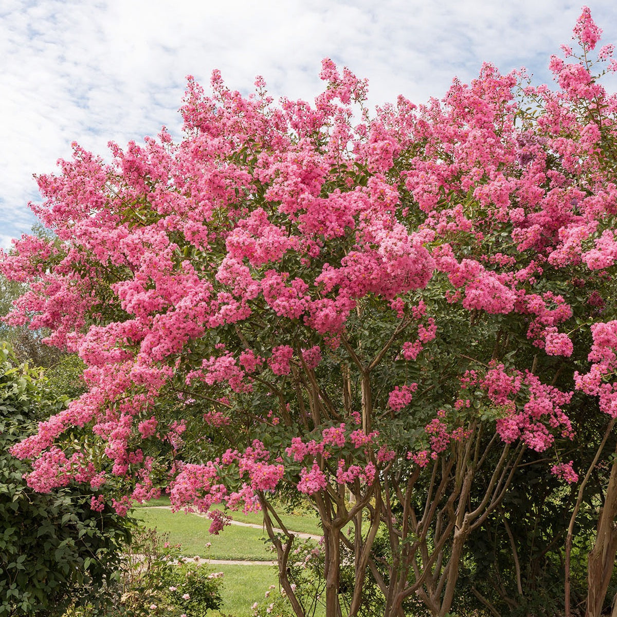 Lagerstroemia indica Turenne - Kräuselmyrte ‘Turenne’ rosa - Sträucher