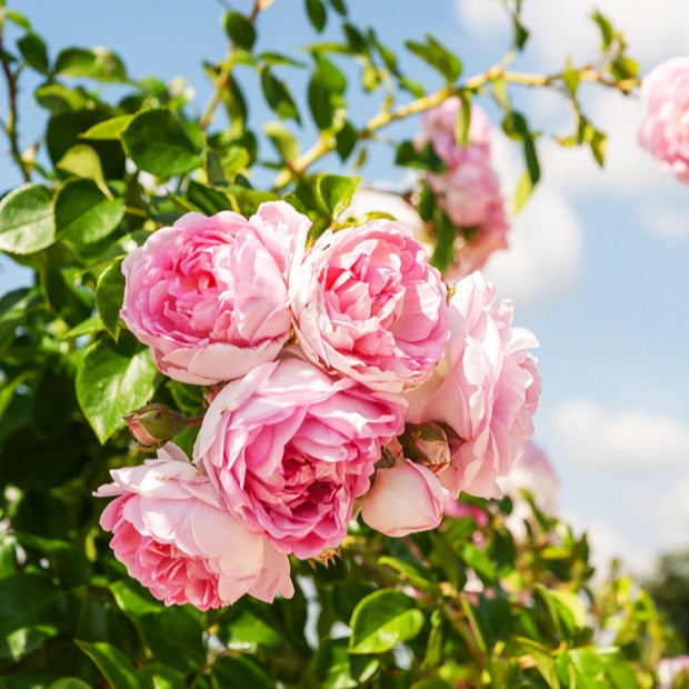 Kletterrose Jasmina Korcentex