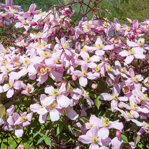 Waldrebe Mayleen - Clematis montana mayleen