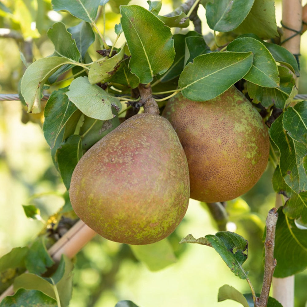Birne 'Doyenné du Comice' - Pyrus communis Doyenné du Comice