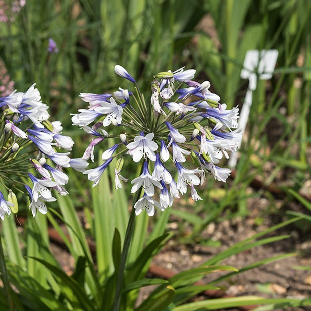 Schmucklilie Twister - Agapanthus Twister
