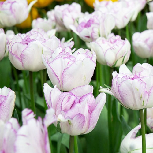 Pfingstrose Tulpe 'Shirley Double' (x5) - Tulipa shirley double - Blumenzwiebeln Frühlingsblüher