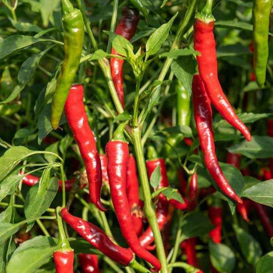 Cayennepfeffer Pflanzen - Capsicum frutescens de cayenne - Gemüsegarten