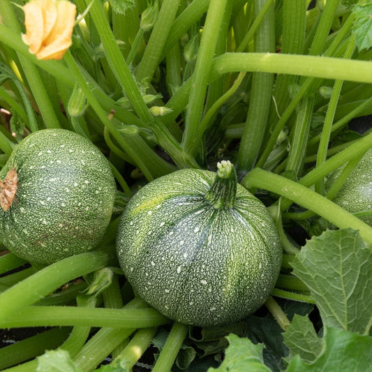 Zucchini Ronde de Nice Pflanzen - Bakker