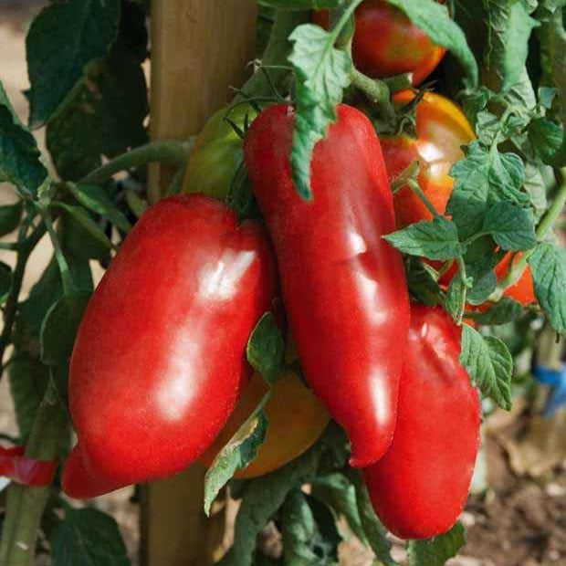 Andenhörnchen-Tomate Pflanzen (x3) - Solanum lycopercicum andine cornue