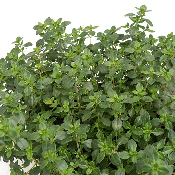 zitronenthymian kriechend Zitronenthymian Pflanze - Thymus citriodorus prostata