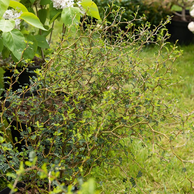 Zwerg-Sophora 'Little Baby' - Sophora prostrata little baby
