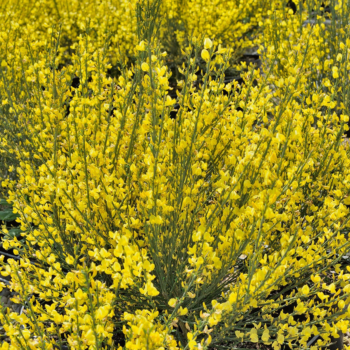 Gelber Ginster - Cytisus praecox allgold - Gartenpflanzen