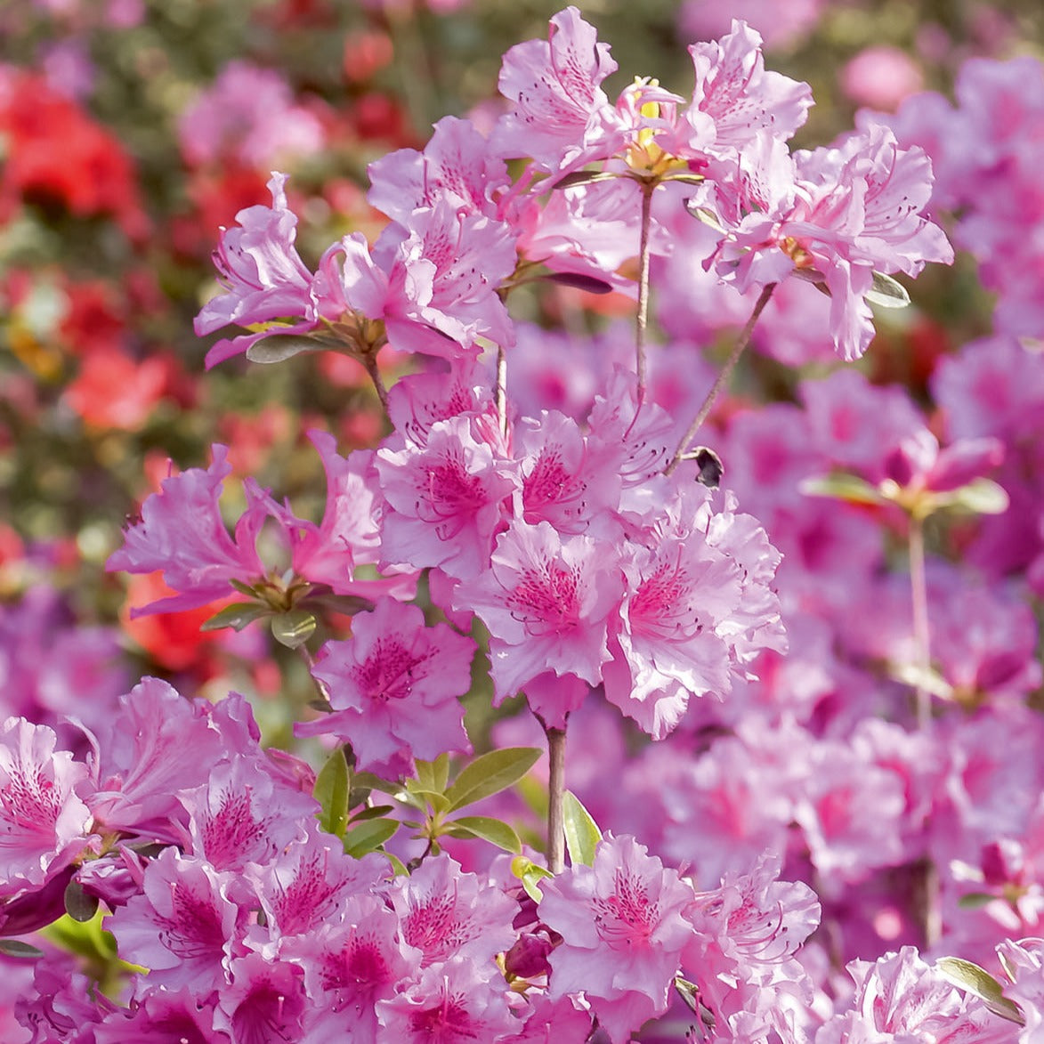 Japanische Azalee rosa - Bakker