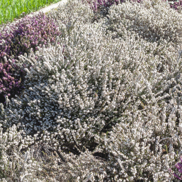 Schneeheide Snow Queen - Erica carnea snow queen