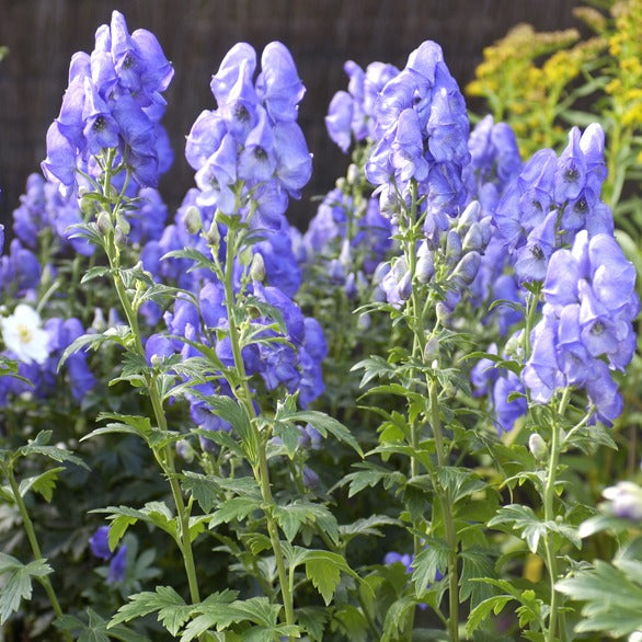 Eisenhut   - Herbst-Eisenhut Arendsii - Aconitum carmichaelli Arendsii
