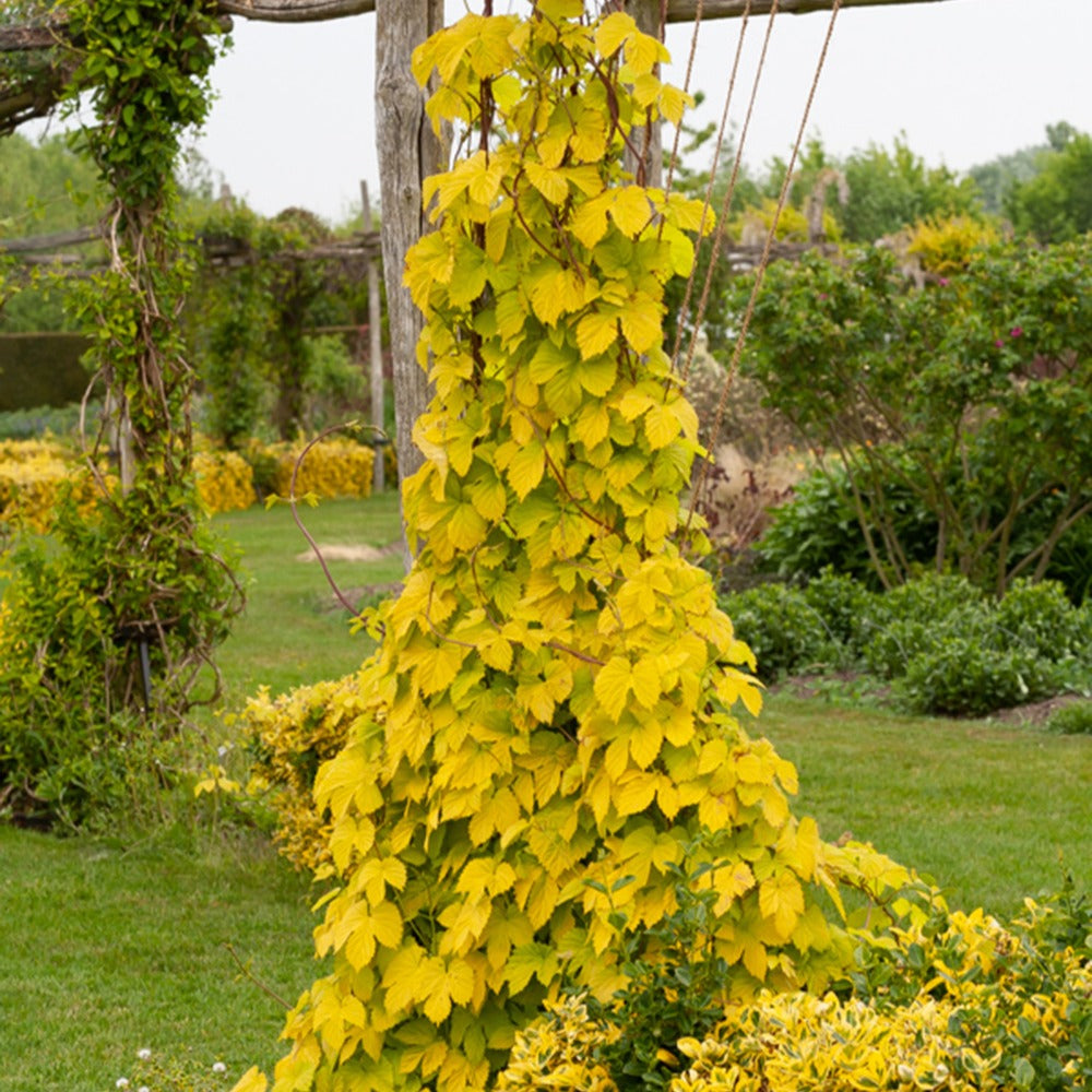 Gold-Hopfen Aureus - Bakker