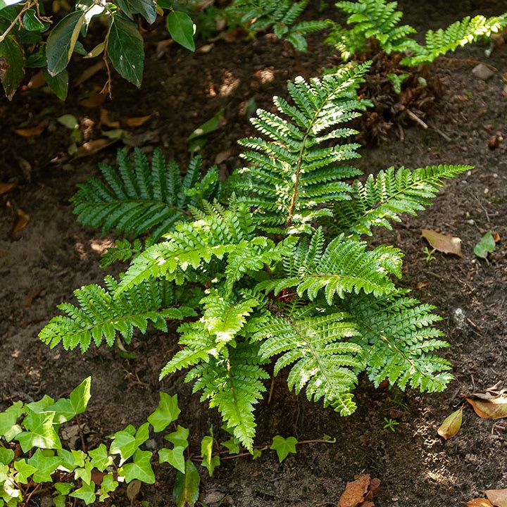 Japanische Aspidie Bärentatzen - Polystichum polyblepharum