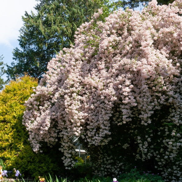 Perlmuttstrauch - Kolkwitzia amabilis Pink Cloud