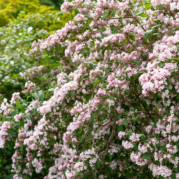 perlmuttstrauch düngen Perlmuttstrauch - Kolkwitzia amabilis Pink Cloud