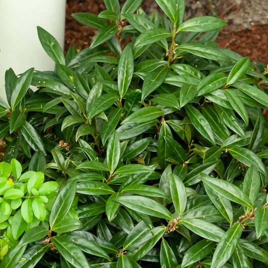 Fleischbeere - Sarcococca hookeriana humilis - Terrasse balkon